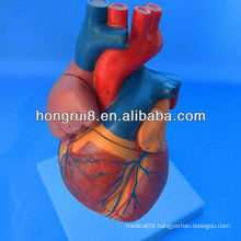 ISO Advanced Anatomical Heart model, Medical Heart model